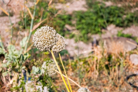 White, spherical garlic flower in a garden の写真素材