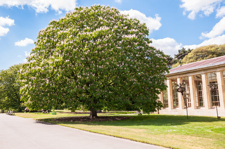 Big spring blooming tree with fresh green leaves in a parkの写真素材