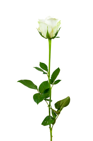 White rose flower isolated on white background with clipping pathの写真素材