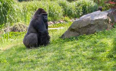 Big black gorilla sitting on the grassの写真素材