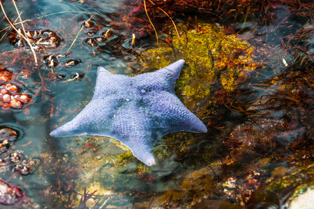 Beautiful blue starfish lying in the waterの写真素材