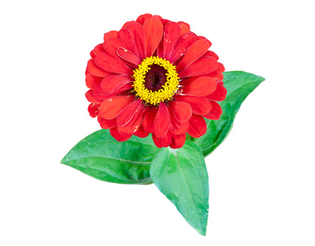 Red Gerbera flower with leaves isolated on white background with clipping pathの写真素材