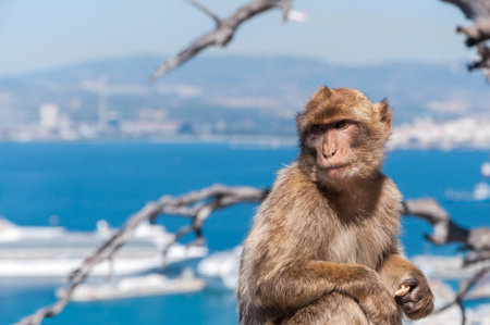 Closeup of barbary macaque monkey in Gibraltar
