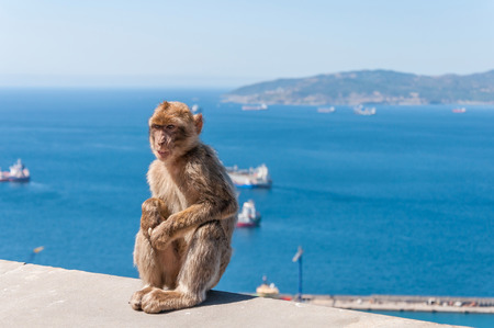 Barbary macaque monkey in Gibraltar on a wallの写真素材