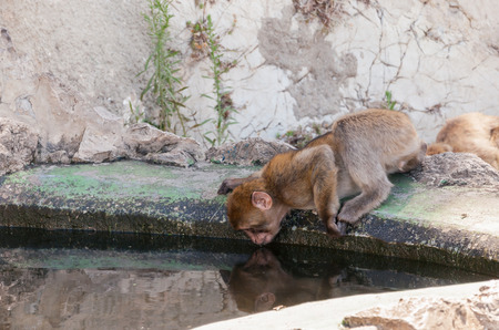 Barbary macaque monkey in Gibraltar drinking waterの写真素材
