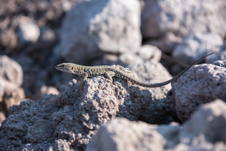 Lizard on the volcanic rocks in Vesuvio National Park, Campania, Italy