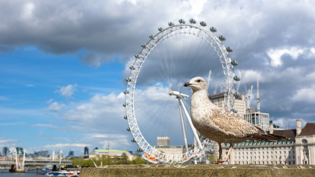 Seagull at the Thames River in Londonの写真素材