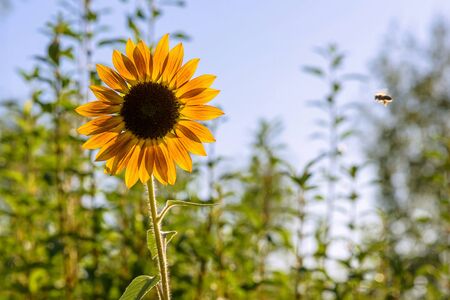 Closeup of single sunflower on a meadow in afternoon sunの写真素材