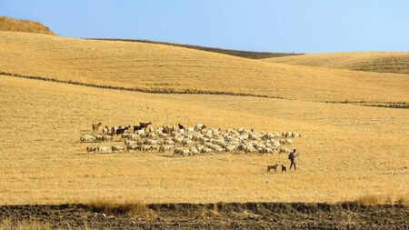 Sicily, Italy - August 24, 2017: Shepherd grazing sheep with his dogs on the Sicilian stubbleのeditorial素材