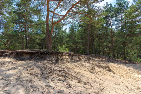View of conifer forest landscape with sandy ground in southern Polandの写真素材