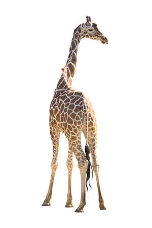 Giraffe isolated on white backgroundの写真素材