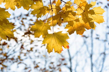 Yellow maple leaves on a tree on a autumn sunny day