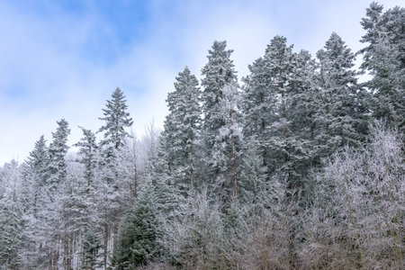 View of trees covered with snow as natural seasonal background