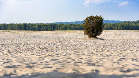 Lonley bush on Bledow Desert, the biggest sand accumulation away from any sea, located in southern Polandの写真素材