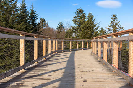 Wooden path of the treetop observation tower amogns the trees at Slotwiny Arena ski station in Krynica Zdroj, Polandの写真素材