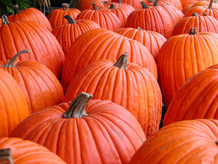 Pumpkinsの写真素材