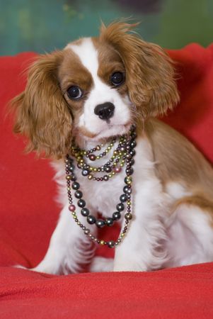 Beautiful King Charles Spaniel puppy wearing pearlsの写真素材
