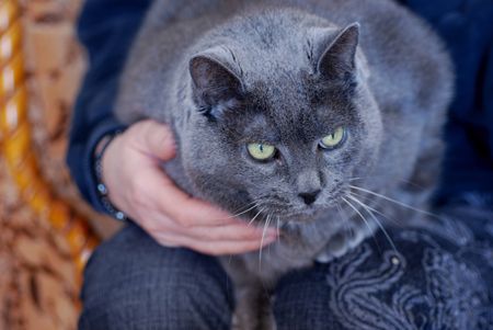 Beautiful large grey cat with green eyesの写真素材