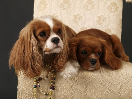 Stock photo of two King Charles Cavalier puppies wearing strings of pearlsの写真素材