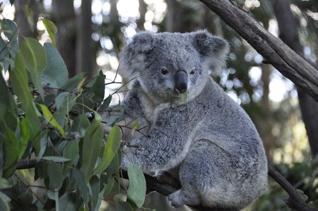 Stock photo of a koala sitting in a treeの写真素材