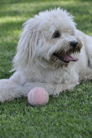 Stock photo of a shaggy dog with a ball