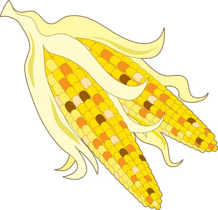 Two cobs of multi colored indian cornのイラスト素材