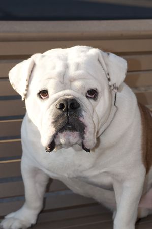 Stock photo of white bulldog sitting on a benchの写真素材
