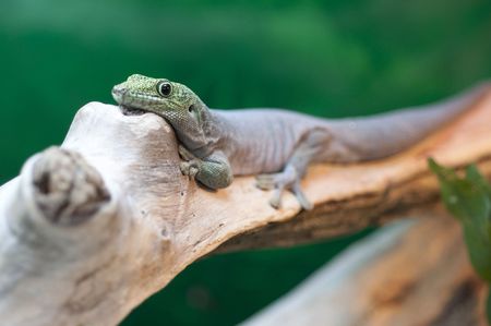 Stock photo of a green gecko on a branchの写真素材