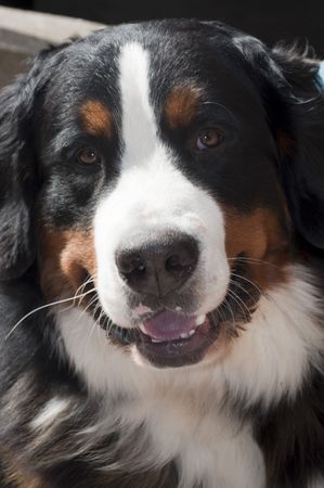 Stock photo of Bernese Mountain dogの写真素材