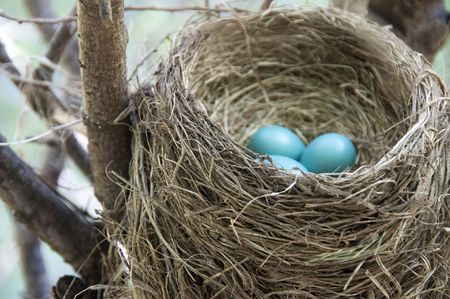 red breasted robin's nest の写真素材