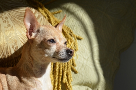 A tan colour Chihuahua with eyes open and ears up, relaxes in a comfy spot の写真素材