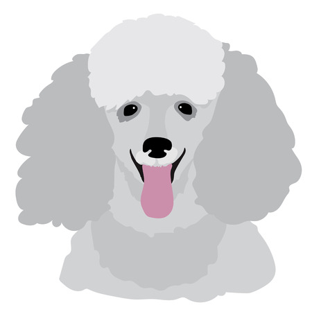 A stylized portrait of a grey toy poodleのイラスト素材