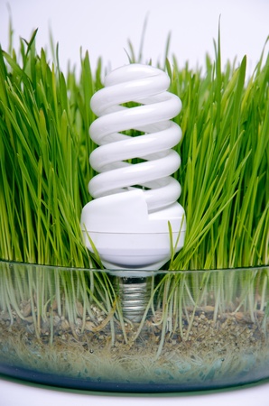 energy-saving bulb in the grassの写真素材