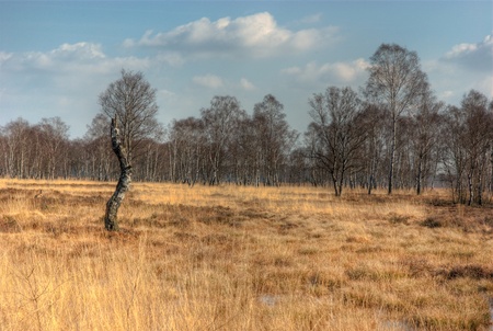 birch trees in fenlandの写真素材