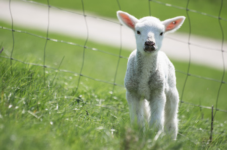 young lamb looking on youの写真素材