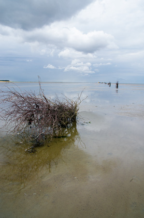 a bush at the wadden sea reflects on water at low tideの写真素材