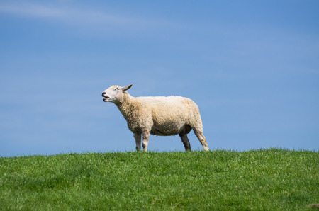 bleating sheep on green grass and blue skyの写真素材