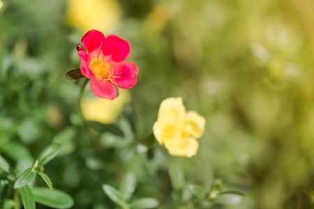 Blur vintage beautiful common purslane flowers red and yellow in sunny dayの写真素材