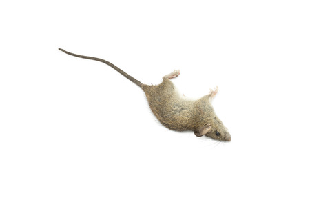 The dead mouse on white background for animal nature backgroundの写真素材
