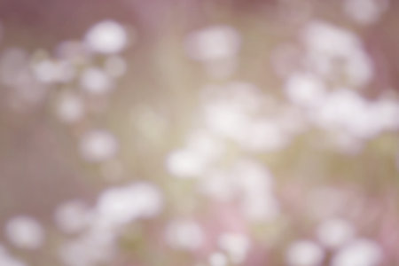 Blurred white daisy flower and grass for vintage gradient nature agriculture abstract backgroundの写真素材