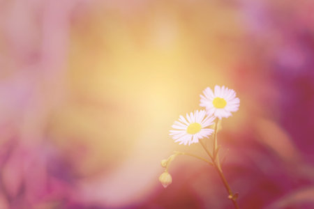 Little white daisy flower and grass beautiful vintage gradient backgroundの写真素材