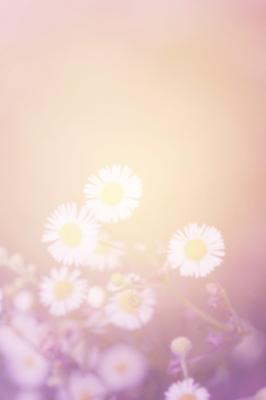 Little white daisy flower and grass soft focus gradient vintageの写真素材