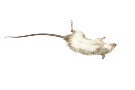 Dead mouse with feet to the sky on white background for die animal conceptの写真素材