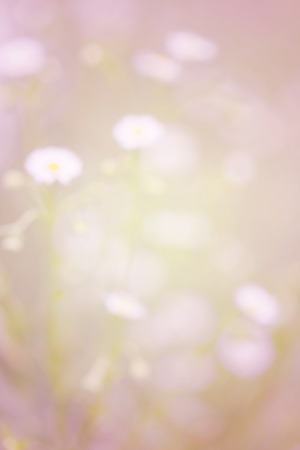 Blurred white daisy flower and grass vintage gradient abstract backgroundの写真素材