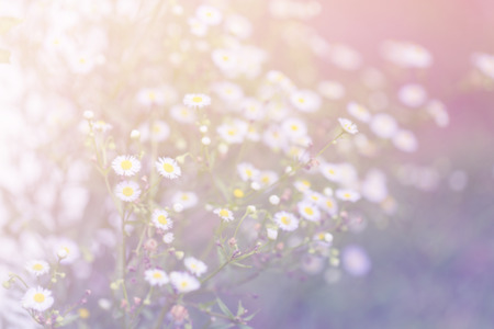 Little white daisy flower and grass vintage nature gradient backgroundの写真素材