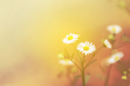 Close up blurry chamomiles flower with vintage gradient nature backgrondの写真素材