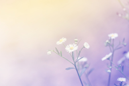 Blurry chamomiles flower with nature background sadness vintage gradientの写真素材