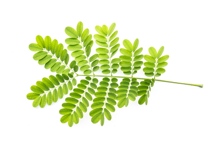 Caesalpinia pulcherrima (peacock flower) leaf on white background top view.の写真素材