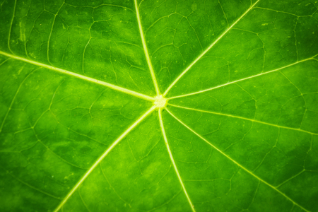 Green Leaf texture closeup nature pattern plant. biology.の写真素材