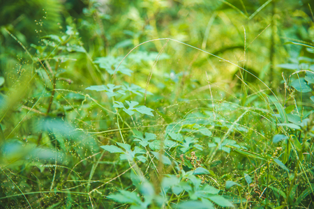 Grass nature fresh abstract summertimeの写真素材